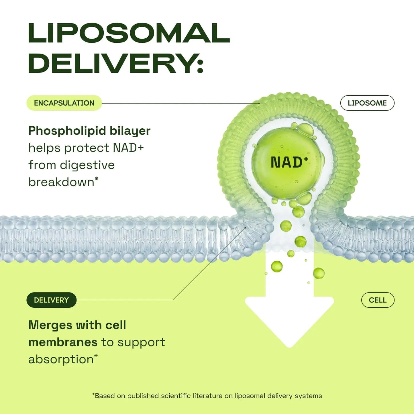 Liposomal NAD Resveratrol Supplement – NMN Supplement Alternative