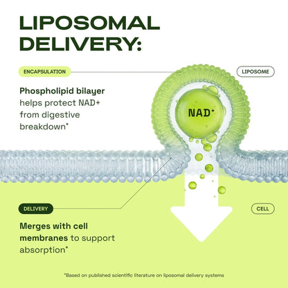 Liposomal NAD Resveratrol Supplement – NMN Supplement Alternative